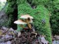 Paddenstoelen Herbertusbos Heeze 1